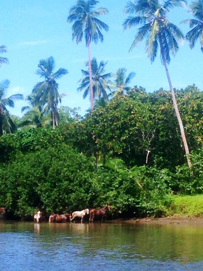 Naveria Heights Lodge Savusavu Exteriör bild